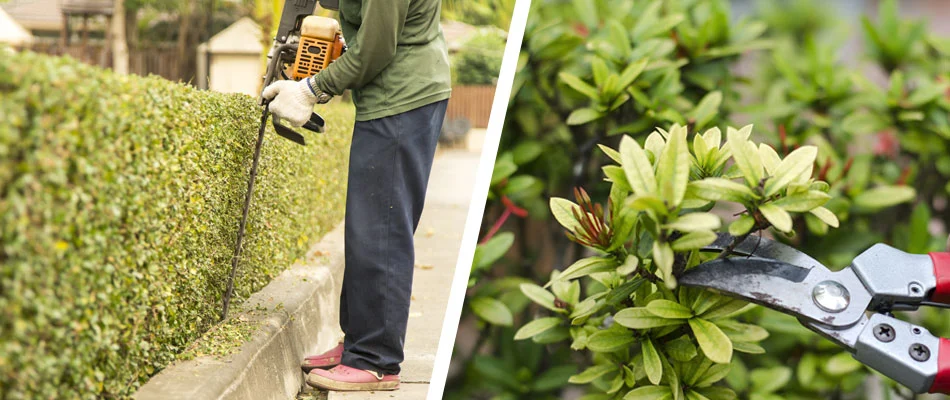 Our team trimming shrubs and pruning plant at a property in Vermilion.