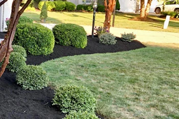 Recently trimmed landscaping shrubs at a home in Huron, OH.